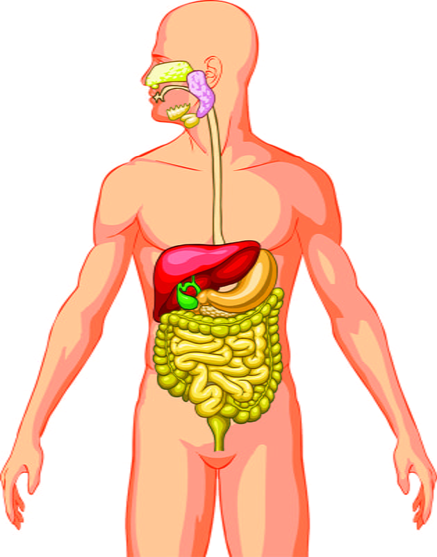 Gastroenterology and Hepatology ISS_5209_00040-800 pix